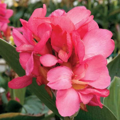 Tropical Rose Canna Seeds Rose-Toned Canna Lily High Germination Garden Seeds heirloom non-gmo seeds