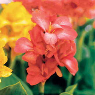 Tropical Salmon Canna Seeds Warm Salmon-Pink Canna Flowers High Germination Garden Seeds heirloom non-gmo seeds
