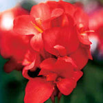 Tropical Red Canna Seeds Bold Red Tropical Canna Blooms High Germination Garden Seeds heirloom non-gmo seeds