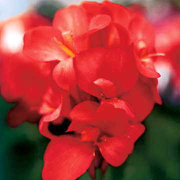 Tropical Red Canna Seeds Bold Red Tropical Canna Blooms High Germination Garden Seeds heirloom non-gmo seeds
