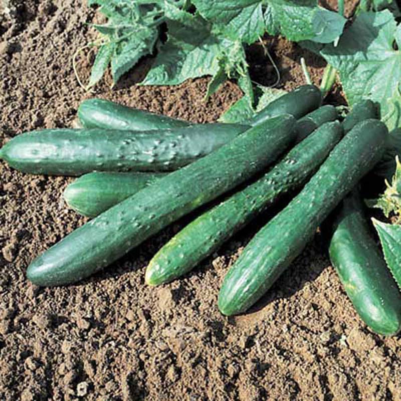 Cucumber Seeds - Sweet Success