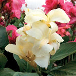 Tropical White Canna Seeds Pure White Canna Lily Variety High Germination Garden Seeds heirloom non-gmo seeds