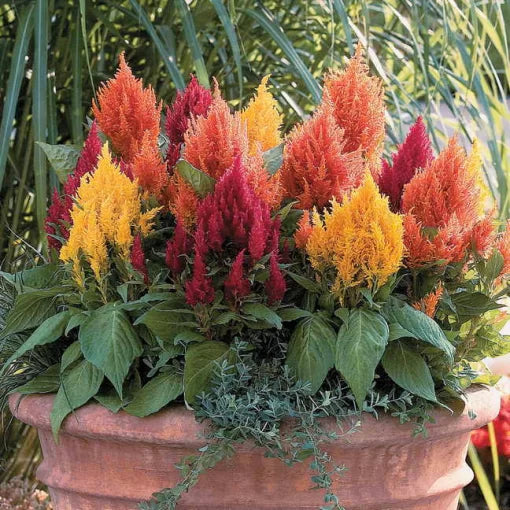 Look Celosia Seeds Vibrant Mixed Plume Celosia Blend High Germination Garden Seeds heirloom non-gmo seeds