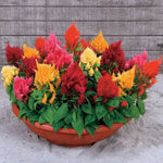 Rainbow Sherbert Celosia Seeds Multicolor Ornamental Celosia Blend High Germination Garden Seeds heirloom non-gmo seeds