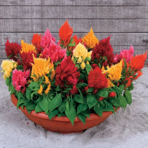 Rainbow Sherbert Celosia Seeds Multicolor Ornamental Celosia Blend High Germination Garden Seeds heirloom non-gmo seeds