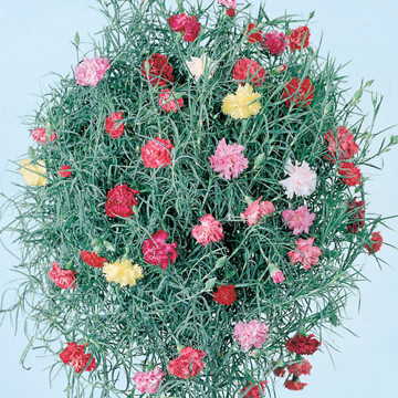 Clove Drops Carnation Seeds Fragrant Red-Pink Carnations High Germination Garden Seeds heirloom non-gmo seeds