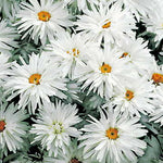 Crazy Daisy Shasta Daisy Seeds Frilly Double-Form Daisy Blooms High Germination Garden Seeds Bellis perennis heirloom non-gmo seeds