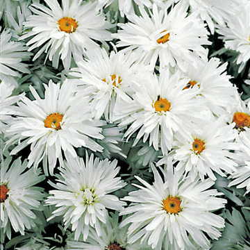 Crazy Daisy Shasta Daisy Seeds Frilly Double-Form Daisy Blooms High Germination Garden Seeds Bellis perennis heirloom non-gmo seeds
