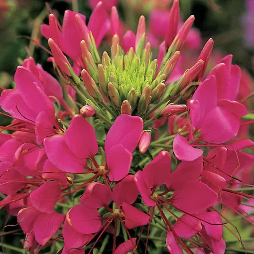 Rose Spider Flower Seeds Sparkler Deep Rose Cleome High Germination Garden Seeds heirloom non-gmo seeds