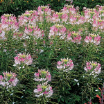 Blush Spider Flower Seeds Sparkler Pink Cleome Blooms High Germination Garden Seeds heirloom non-gmo seeds