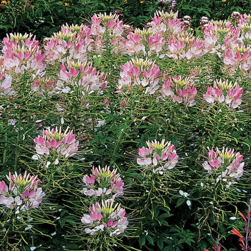 Blush Spider Flower Seeds Sparkler Pink Cleome Blooms High Germination Garden Seeds heirloom non-gmo seeds