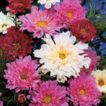 Double Click Cosmos Seeds Fully Double Cosmos Flower Collection High Germination Garden Seeds heirloom non-gmo seeds