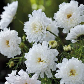 Double Click Snow Puff Cosmos Seeds Double White Puff Cosmos High Germination Garden Seeds heirloom non-gmo seeds