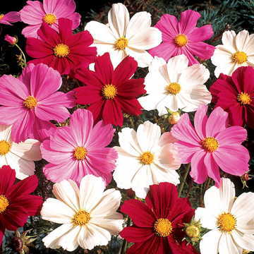 Gazebo Cosmos Seeds Soft Pastel Cosmos Flower Blend High Germination Garden Seeds heirloom non-gmo seeds