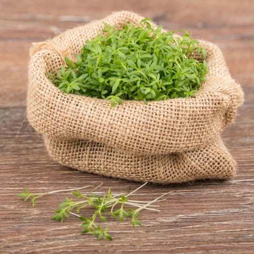 Sprouting Watercress Seeds High Germination Garden Seeds heirloom non-gmo seeds