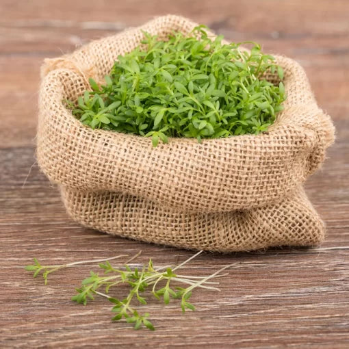 Sprouting Watercress Seeds High Germination Garden Seeds heirloom non-gmo seeds
