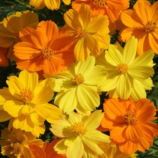 Bright Lights Cosmos Seeds Fluorescent Neon Cosmos Blend High Germination Garden Seeds heirloom non-gmo seeds