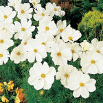 Sonata White Cosmos Seeds Pure White Cosmos Garden Flowers High Germination Garden Seeds heirloom non-gmo seeds
