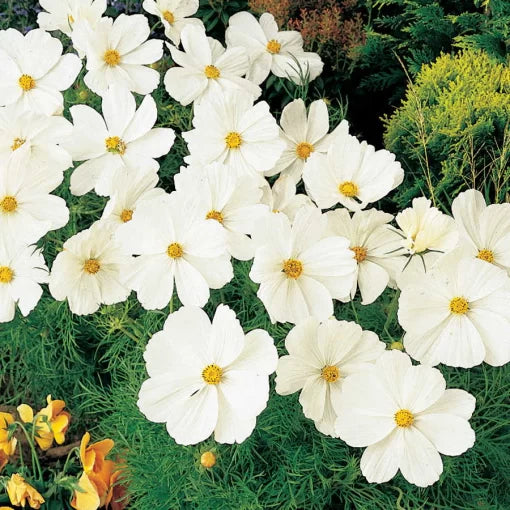 Sonata White Cosmos Seeds Pure White Cosmos Garden Flowers High Germination Garden Seeds heirloom non-gmo seeds