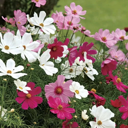 Sonata Cosmos Seeds Dwarf Mixed-Color Cosmos Blooms High Germination Garden Seeds heirloom non-gmo seeds
