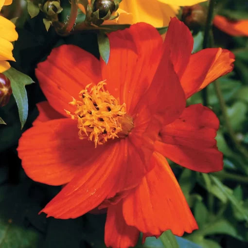 Cosmic Red Cosmos Seeds Bright Red Compact Cosmos Flowers High Germination Garden Seeds heirloom non-gmo seeds