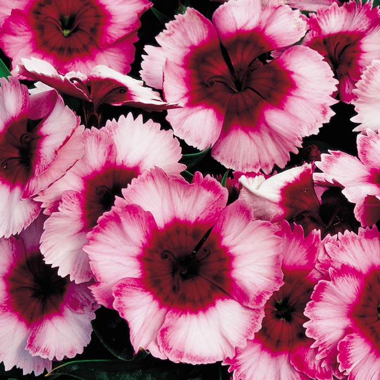 flowers high quality flower seeds for growing vibrant and colorful blooms in home gardens and landscapes organic flowers premium organic flower seeds for sustainable gardening and beautiful blossoms suitable for all climates