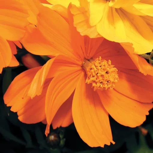 Cosmic Orange Cosmos Seeds Bright Orange Cosmos Blooms High Germination Garden Seeds heirloom non-gmo seeds