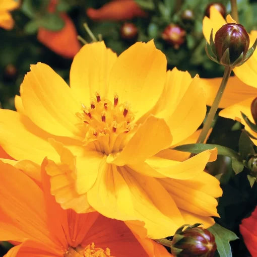 Cosmic Yellow Cosmos Seeds Bright Yellow Compact Cosmos Blooms High Germination Garden Seeds heirloom non-gmo seeds