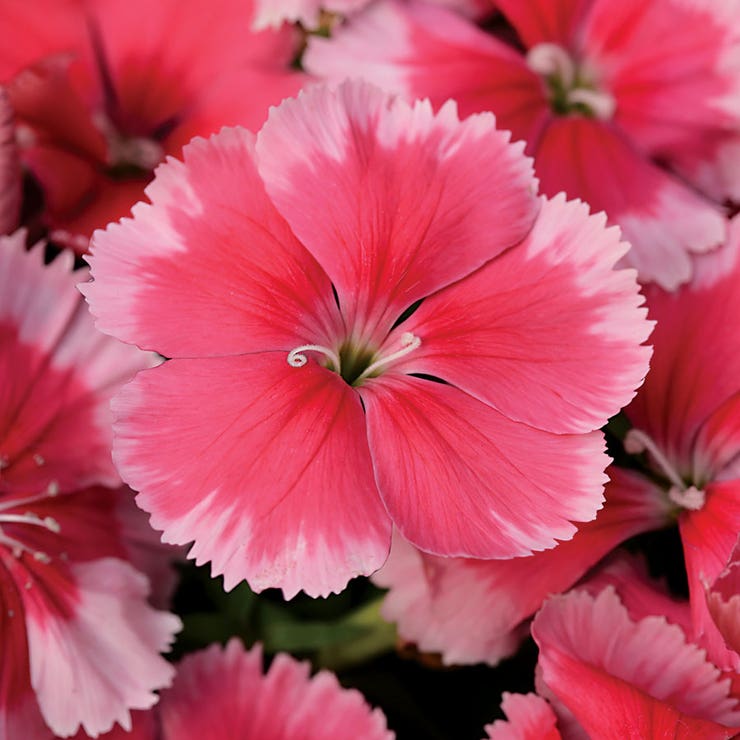 flowers high quality flower seeds for growing vibrant and colorful blooms in home gardens and landscapes organic flowers premium organic flower seeds for sustainable gardening and beautiful blossoms suitable for all climates