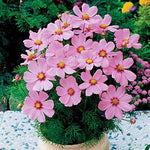 Sonata Pink Blush Cosmos Seeds Soft Pink Cosmos High Germination Garden Seeds heirloom non-gmo seeds