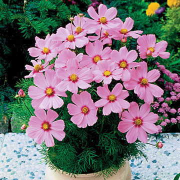Sonata Pink Blush Cosmos Seeds Soft Pink Cosmos High Germination Garden Seeds heirloom non-gmo seeds