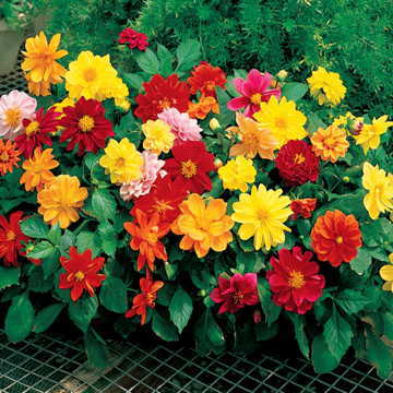 Figaro Dahlia Seeds Compact Bedding Dahlia Color High Germination Garden Seeds heirloom non-gmo seeds