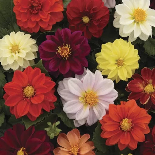 Figaro Dahlia Seeds Compact Bedding Dahlia Blend High Germination Garden Seeds heirloom non-gmo seeds
