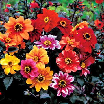 Bishops Children Dahlia Seeds Classic Dark-Foliage Dahlia High Germination Garden Seeds heirloom non-gmo seeds