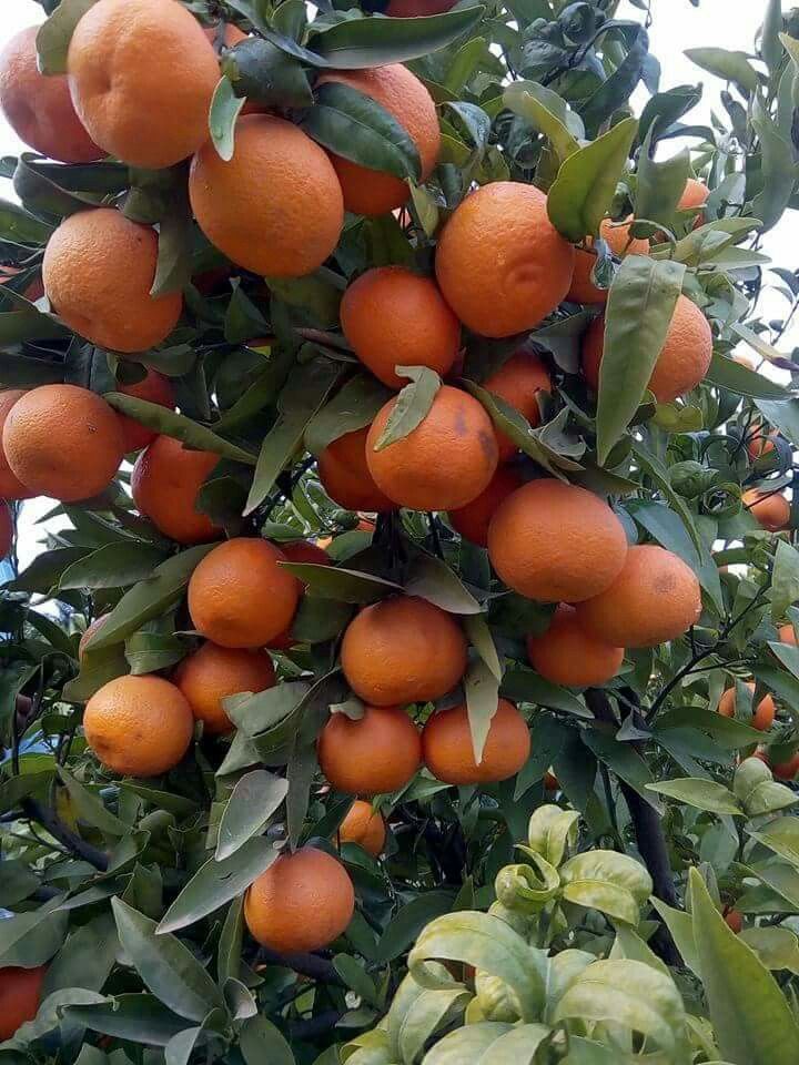 African Cherry Orange (Citropsis articulata) Seeds