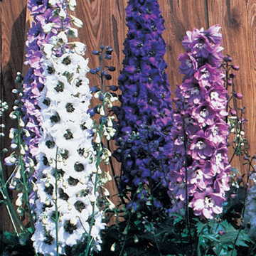 Magic Fountain Sky Blue White Bee Delphinium Seeds Soft Sky-Blue Delphinium Blooms High Germination Garden Seeds heirloom non-gmo seeds