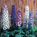 Magic Fountain Dark Blue Delphinium Seeds Dark Bee-Center Blue Spires High Germination Garden Seeds heirloom non-gmo seeds