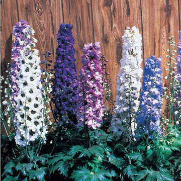 Magic Fountain Dark Blue Delphinium Seeds Dark Bee-Center Blue Spires High Germination Garden Seeds heirloom non-gmo seeds
