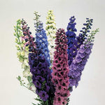 Centurion Delphinium Seeds Tall Mixed-Color Delphinium High Germination Garden Seeds heirloom non-gmo seeds