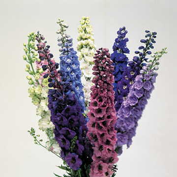 Centurion Delphinium Seeds Tall Mixed-Color Delphinium High Germination Garden Seeds heirloom non-gmo seeds