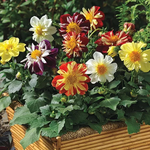 Harlequin Dahlia Seeds Multicolor Decorative Dahlia Blend High Germination Garden Seeds heirloom non-gmo seeds