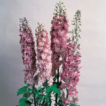 Magic Fountain Cherry Blossom Delphinium Seeds Pastel Pink-Blue Delphinium Spires High Germination Garden Seeds heirloom non-gmo seeds