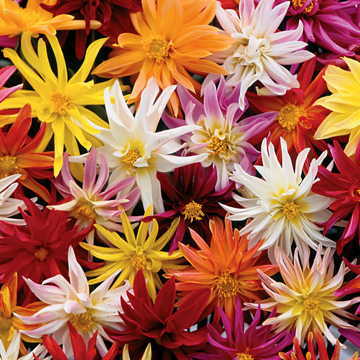 Star-Gazer Dahlia Seeds Large Starburst Dahlia Flowers High Germination Garden Seeds heirloom non-gmo seeds