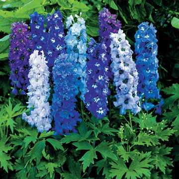 Magic Fountain Delphinium Seeds Multicolor Cottage Garden Delphinium High Germination Garden Seeds heirloom non-gmo seeds