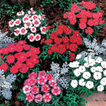 flowers high quality flower seeds for growing vibrant and colorful blooms in home gardens and landscapes organic flowers premium organic flower seeds for sustainable gardening and beautiful blossoms suitable for all climates