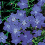Siberian Blues Dianthus Seeds Cool-Toned Hardy Dianthus Blooms High Germination Garden Seeds heirloom non-gmo seeds