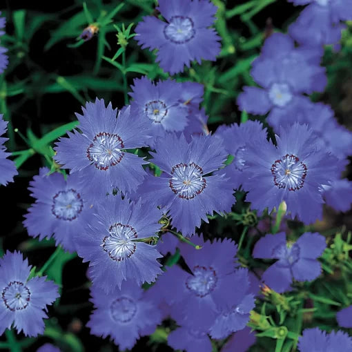 Siberian Blues Dianthus Seeds Cool-Toned Hardy Dianthus Blooms High Germination Garden Seeds heirloom non-gmo seeds