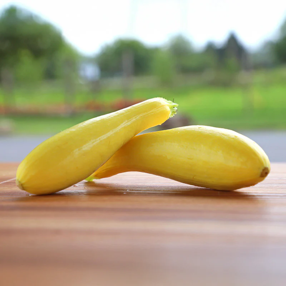 Delta Squash Seeds Heirloom Non-GMO High Germination Organic Garden Seeds