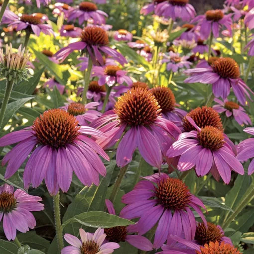 Wild Berry Coneflower Seeds Bright Purple Echinacea Seeds High Germination Garden Seeds heirloom non-gmo seeds