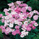 Sweetness Dianthus Seeds Sweetly Fragrant Compact Dianthus High Germination Garden Seeds heirloom non-gmo seeds